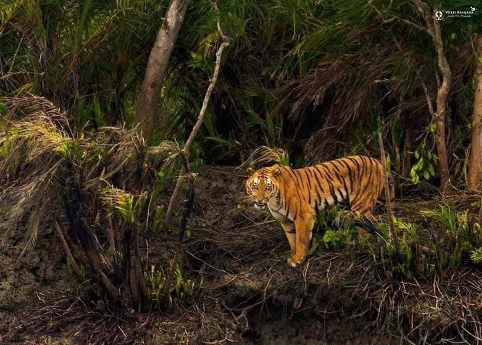 How to Spot a Royal Bengal Tiger in Sundarban: Pro Tips from Local Guides