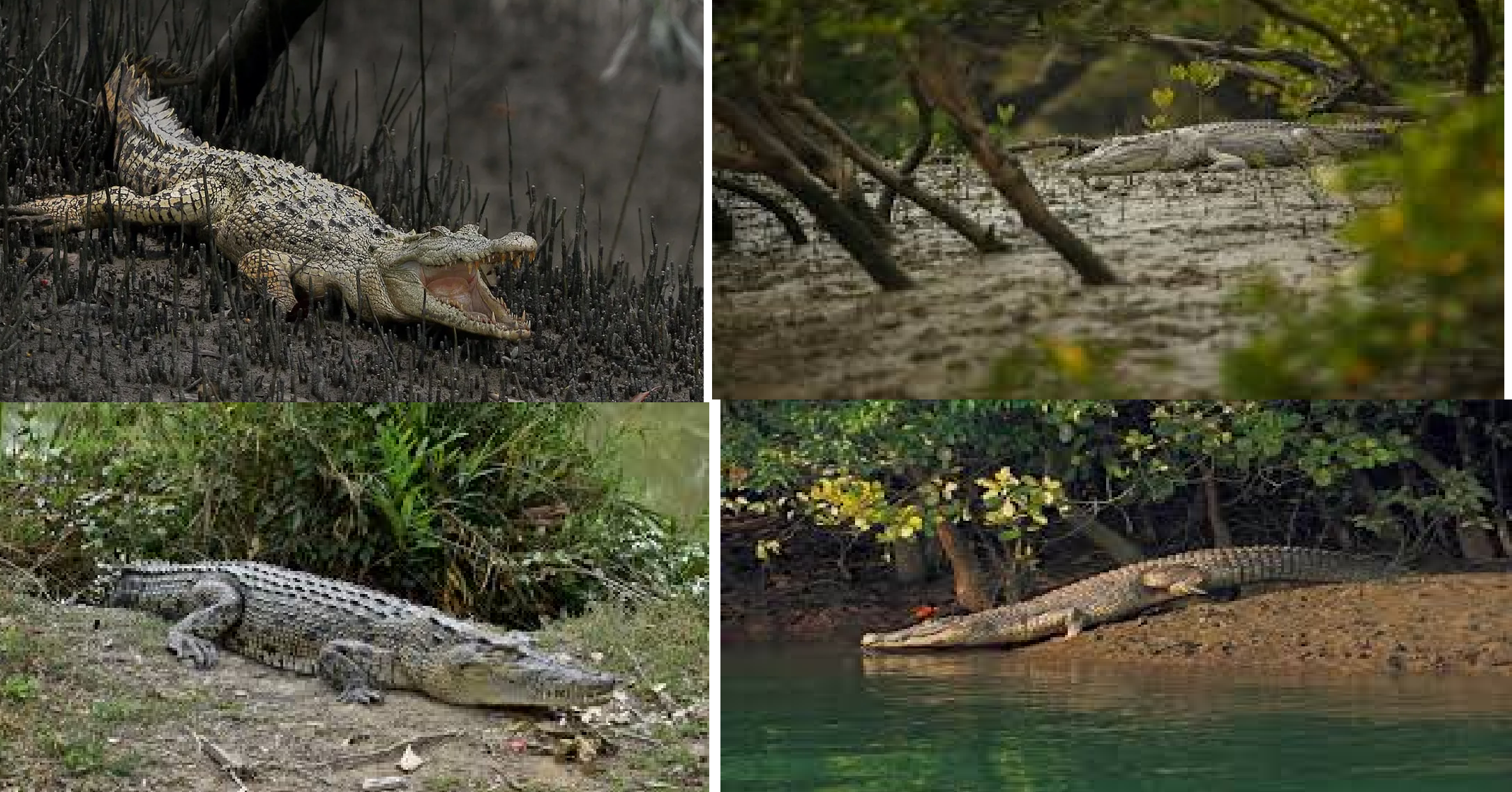 The Secret Life of Sundarban’s Saltwater Crocodiles: Where & When to See Them