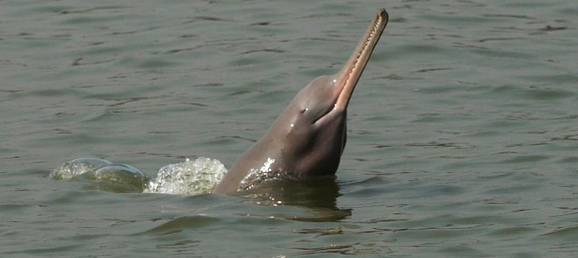 Dolphin Watching in Sundarban: Best Spots, Timings & Boat Routes