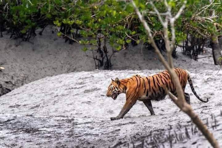 Top 10 Instagrammable Spots in Sundarban (With Exact Locations & Tips)