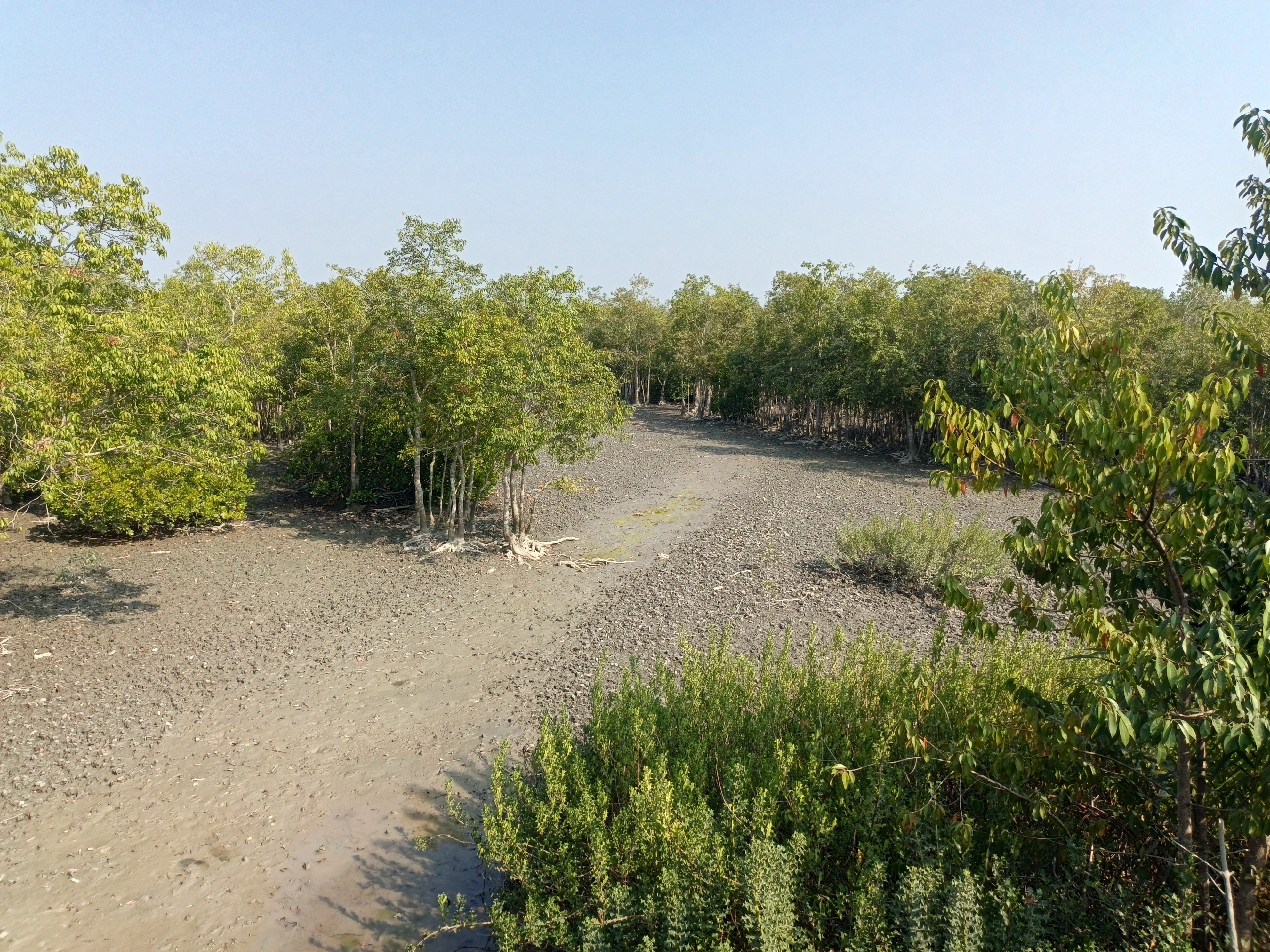 Sundarban Mangrove Ecosystem – Biodiversity, Significance & Conservation Challenges