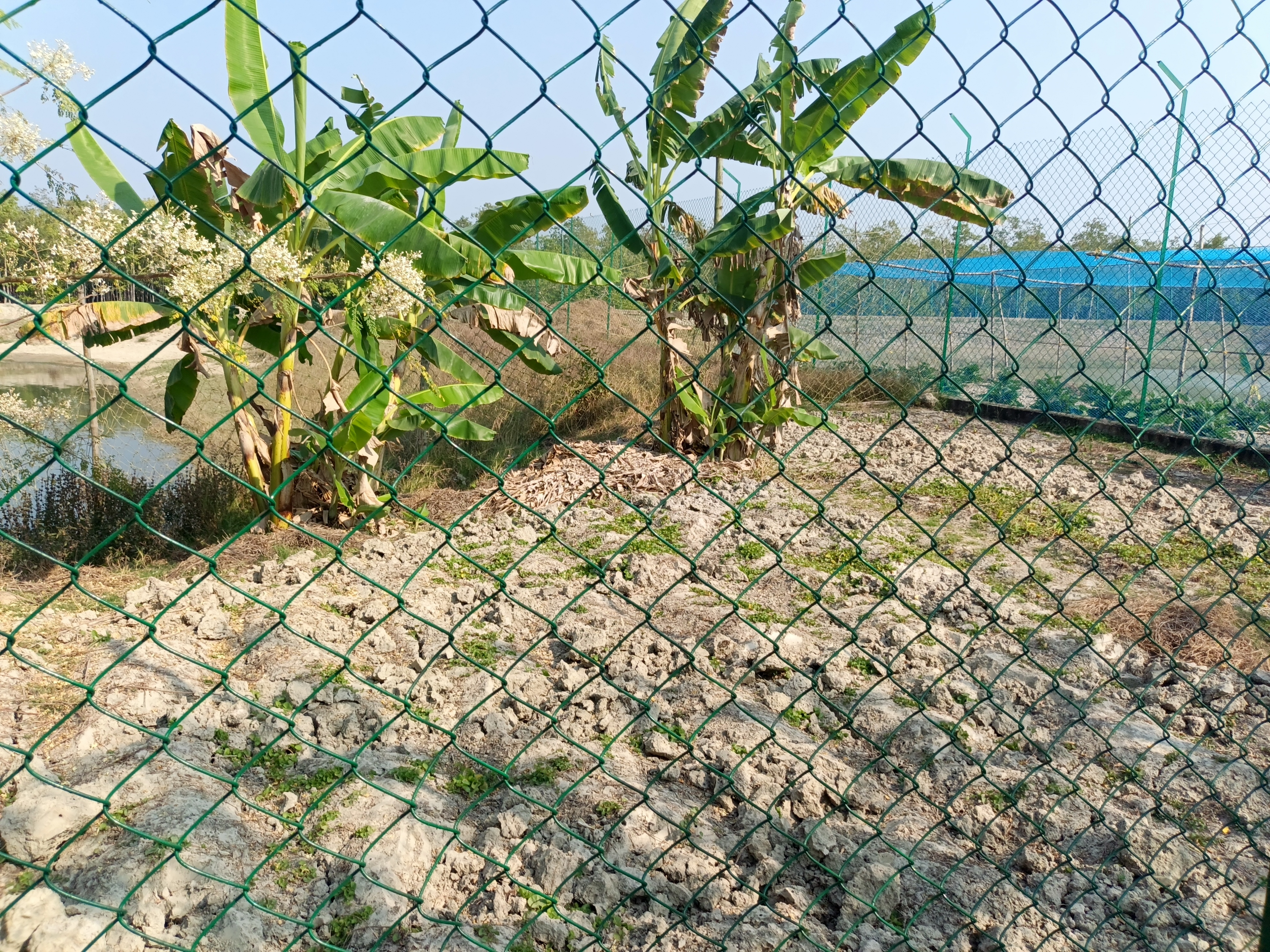 Sajnekhali Wildlife Sanctuary – The Gateway to Sundarban's Wilderness