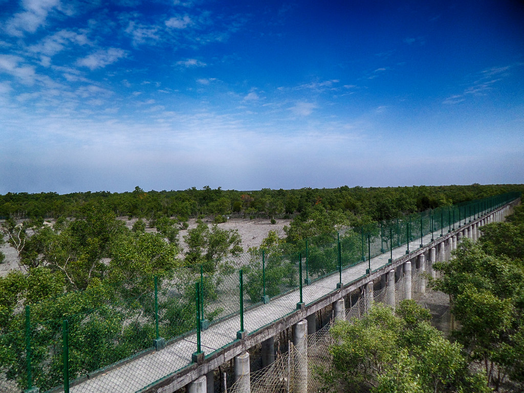 Dobanki Canopy Walk – Walking on the Roof of the Mangrove Forest