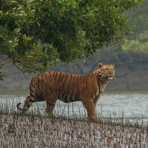 Sundarban National Park