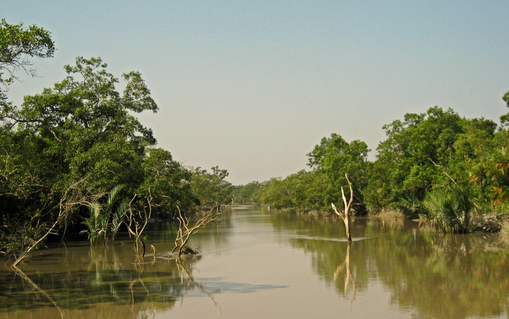 Sundarban Mangrove Forest