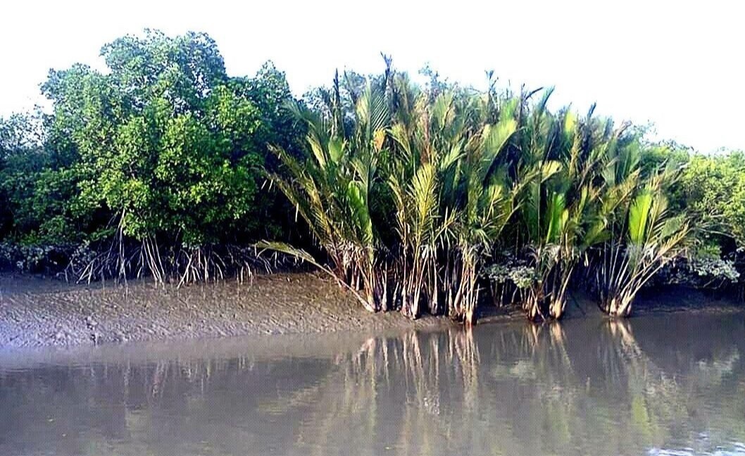 Sundarban Permit Guide: How to Get Your Forest Entry Pass (Online & Offline)